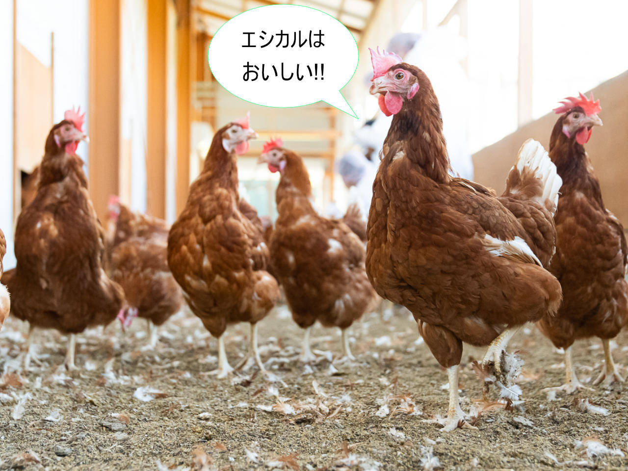 ２万羽の幸せな鶏を育てる 一柳さんの卵 丸一養鶏場 第１回 エシカルはおいしい