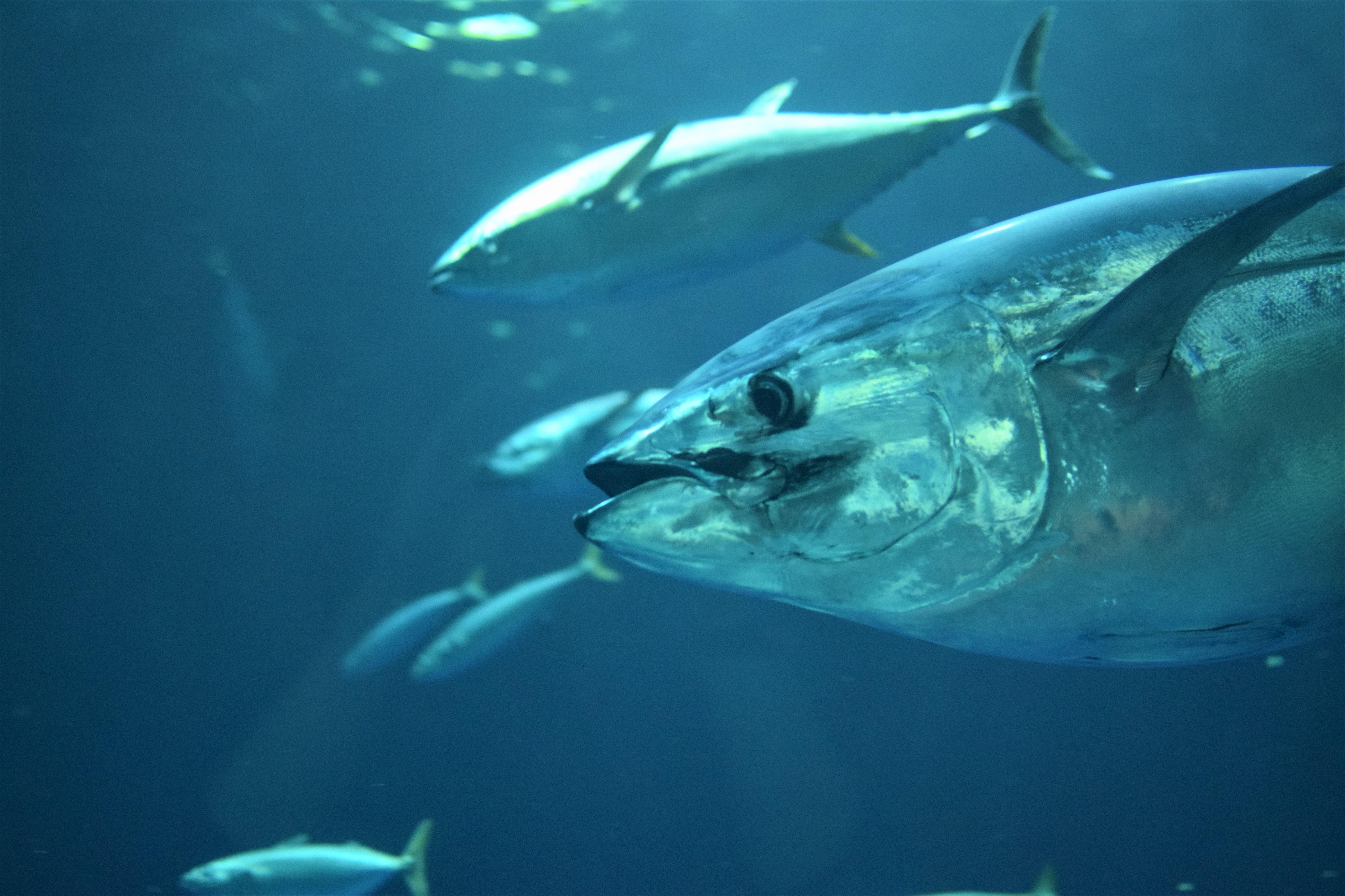 下のうち 絶滅危惧種でないマグロはどれでしょう 19年現在 はじめてのエシカルq A エシカルはおいしい