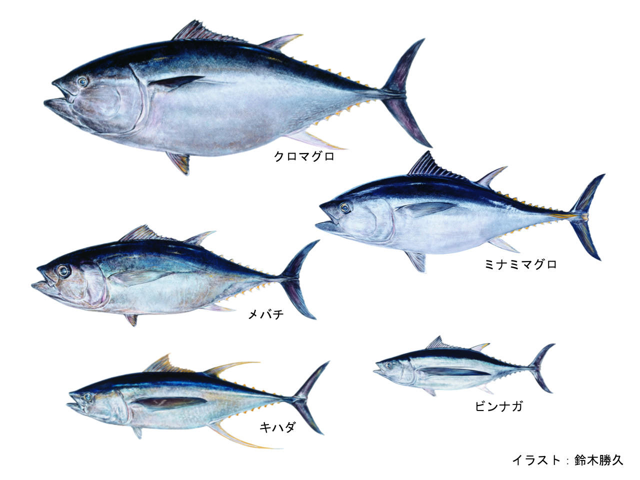 下のうち 絶滅危惧種でないマグロはどれでしょう 19年現在 はじめてのエシカルq A エシカルはおいしい